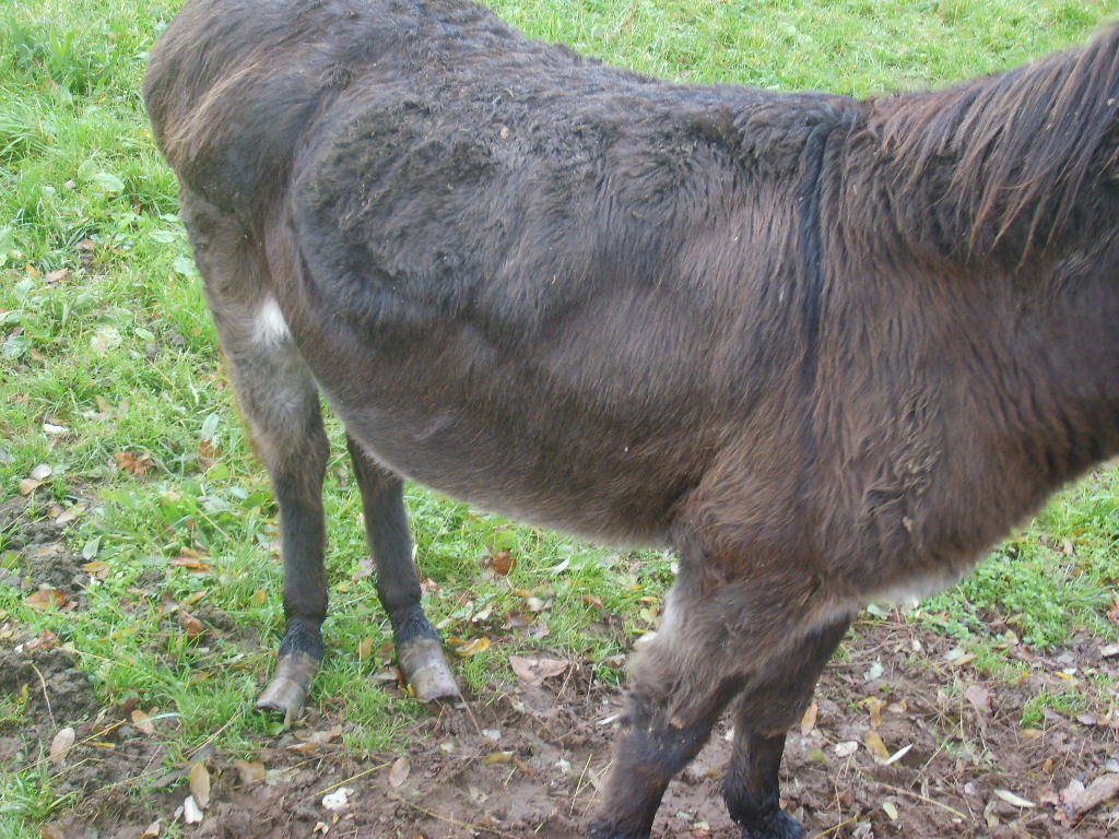 photo showing fat deposits on a donkey