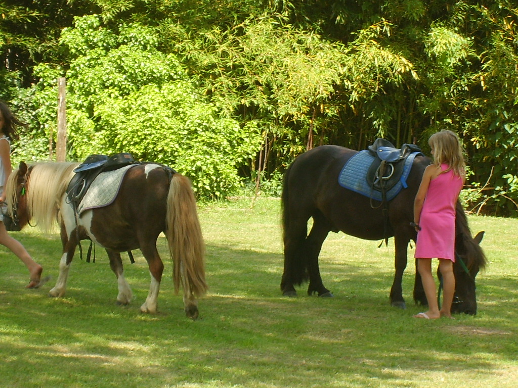 Local centre equestre ponies take a break from the pony rides