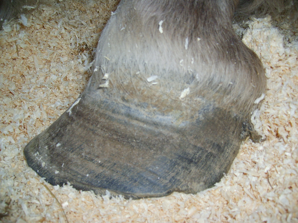 Front hoof before trim