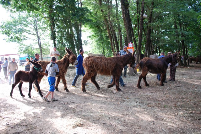 Poitou donkeys at our local Romange horse fair