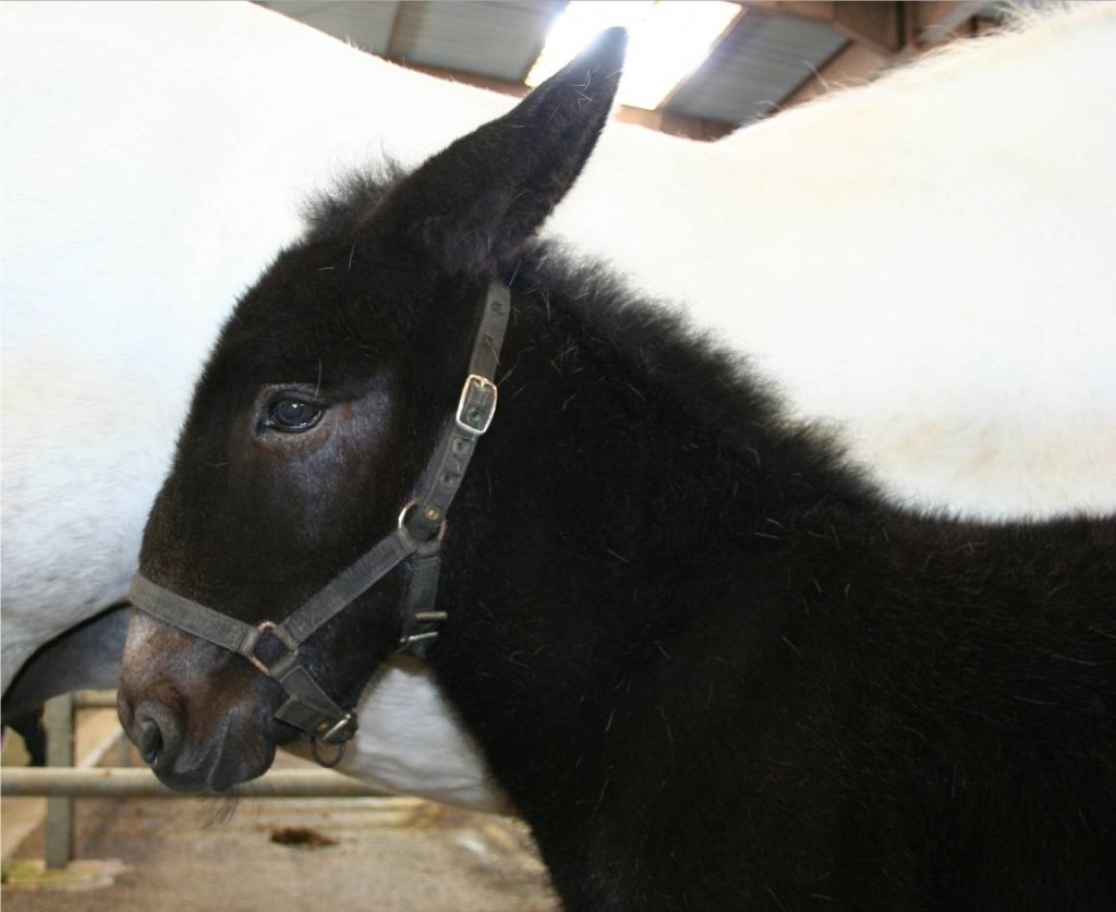 young mule foal