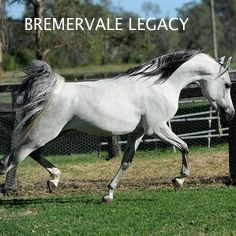 1. SIRE Bremervale Legacy a