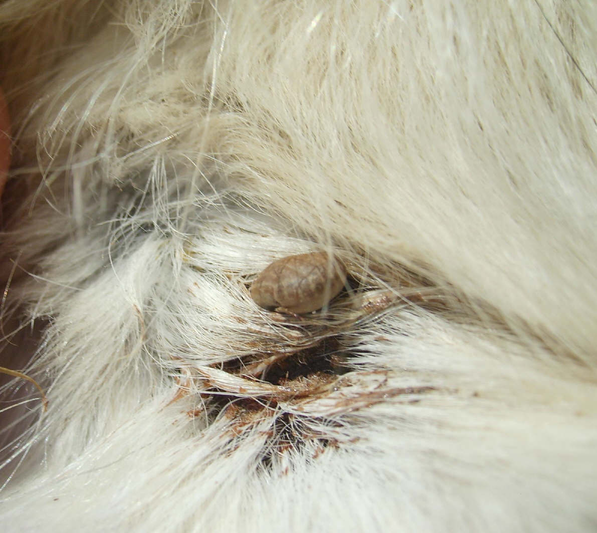 The ticks have landed!! | Equine Rescue Scotland